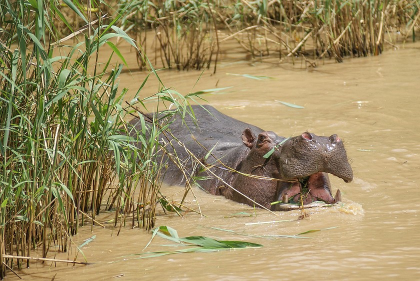 St. Lucia Estuary Boat Tour. Hippopotamus. St. Lucia. .