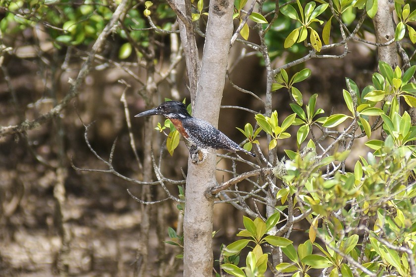 St. Lucia Estuary Boat Tour. Kingfisher. St. Lucia. .