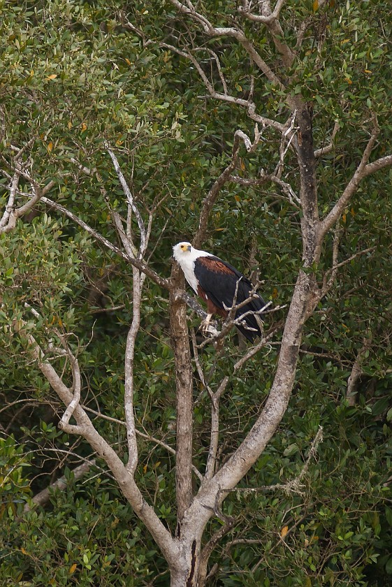 St. Lucia Estuary Boat Tour. Eagle. St. Lucia. .