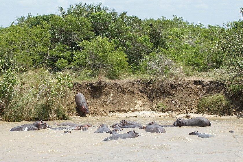 St. Lucia Estuary Boat Tour. Hippopotamus. St. Lucia. .