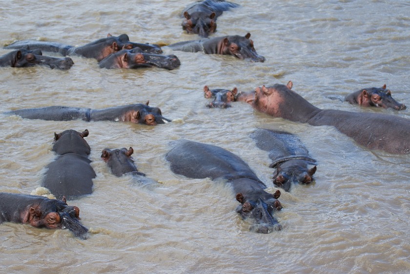 St. Lucia Estuary Boat Tour. Hippopotamus. St. Lucia. .