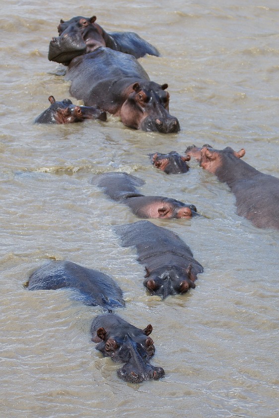 St. Lucia Estuary Boat Tour. Hippopotamus. St. Lucia. .