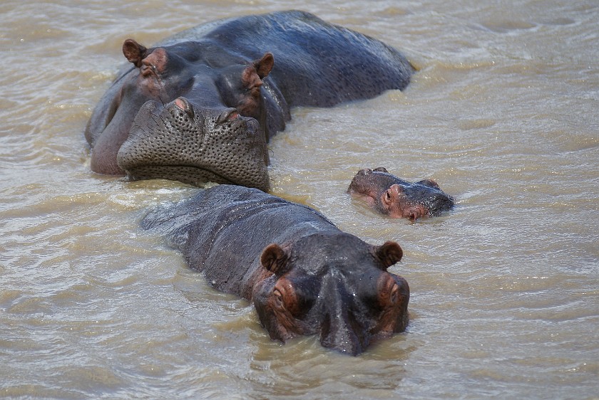 St. Lucia Estuary Boat Tour. Hippopotamus. St. Lucia. .