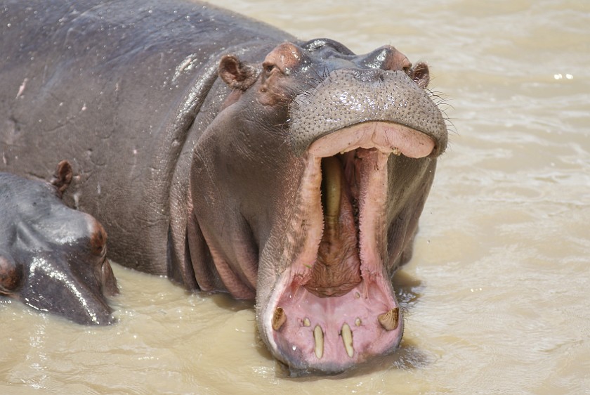 St. Lucia Estuary Boat Tour. Hippopotamus. St. Lucia. .