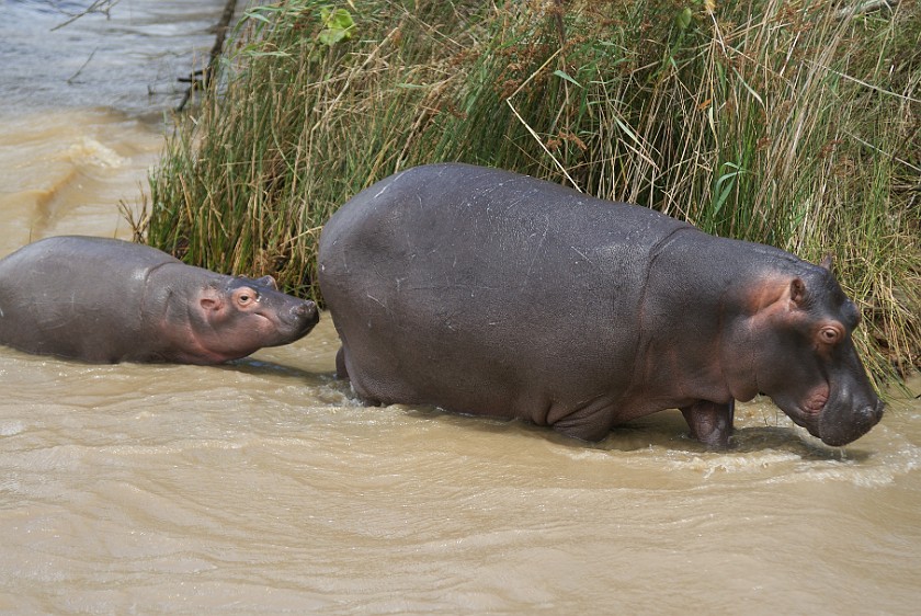 St. Lucia Estuary Boat Tour. Hippopotamus. St. Lucia. .