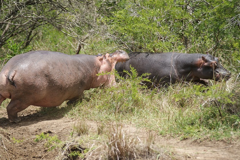 St. Lucia Estuary Boat Tour. Hippopotamus. St. Lucia. .