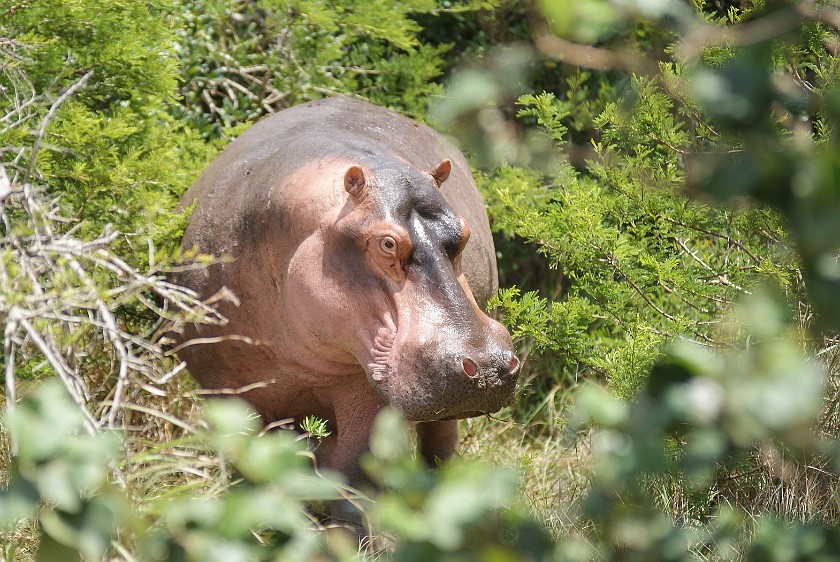 St. Lucia Estuary Boat Tour. Hippopotamus. St. Lucia. .