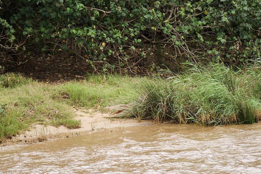 St. Lucia Estuary Boat Tour. Crocodile. St. Lucia. .