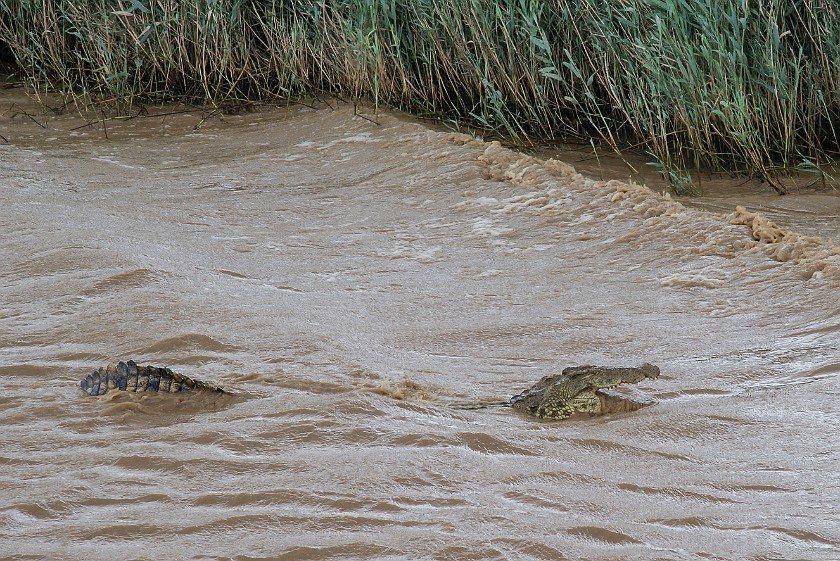 St. Lucia Estuary Boat Tour. Crocodile. St. Lucia. .