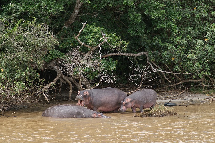 St. Lucia Estuary Boat Tour. Hippopotamus. St. Lucia. .