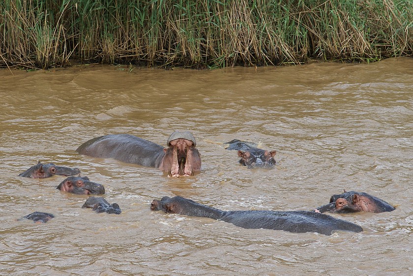 St. Lucia Estuary Boat Tour. Hippopotamus. St. Lucia. .