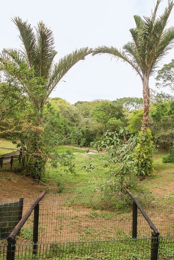 Crocodile Centre. Park. St. Lucia. .