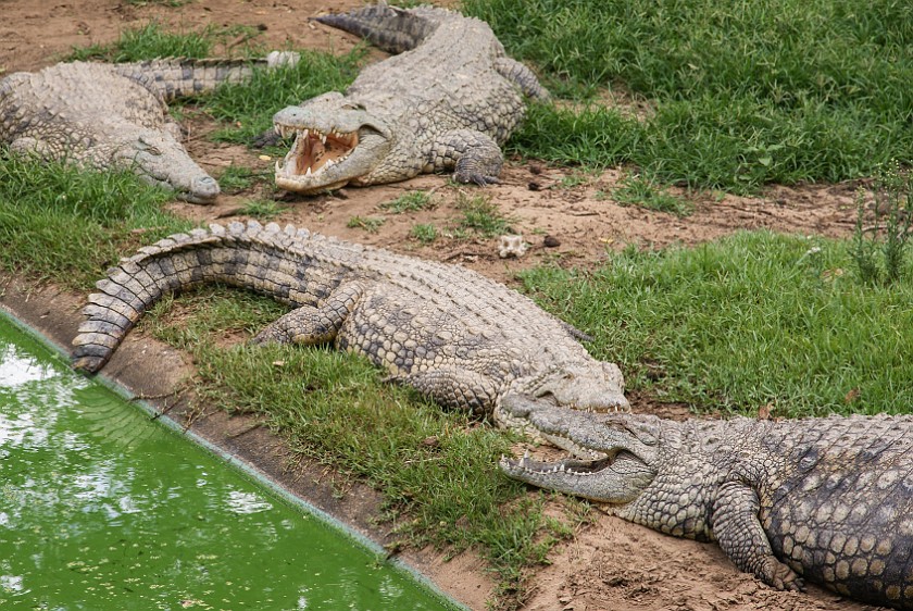 Crocodile Centre. Crocodiles. St. Lucia. .