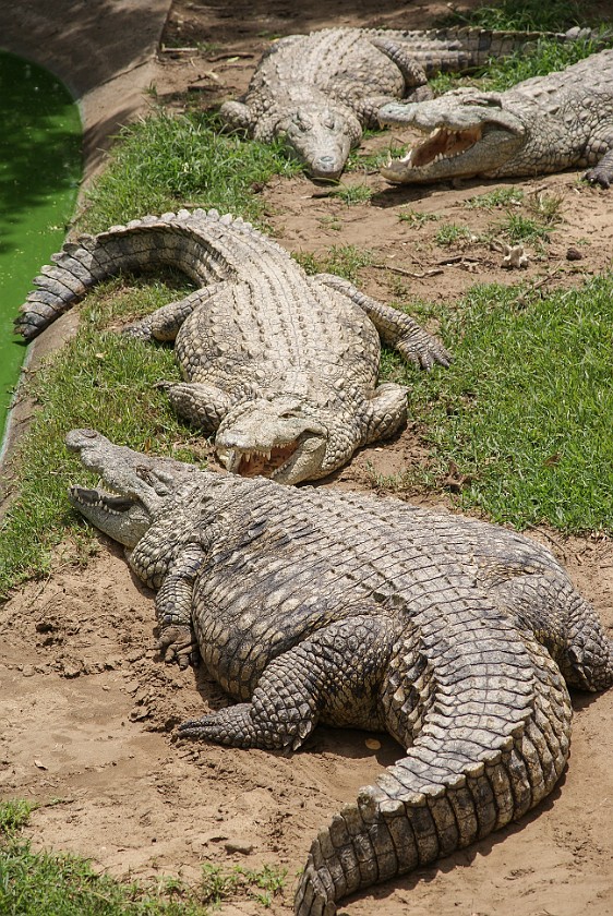 Crocodile Centre. Crocodiles. St. Lucia. .