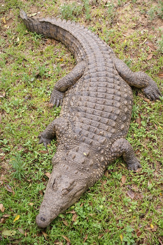 Crocodile Centre. Crocodile. St. Lucia. .