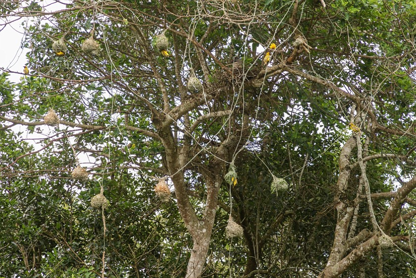 Crocodile Centre. Birds. St. Lucia. .