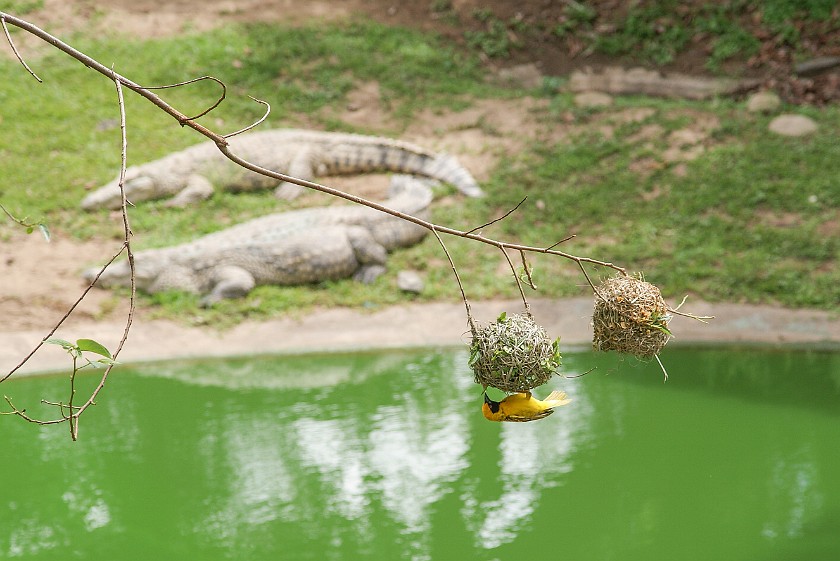 Crocodile Centre. Bird. St. Lucia. .