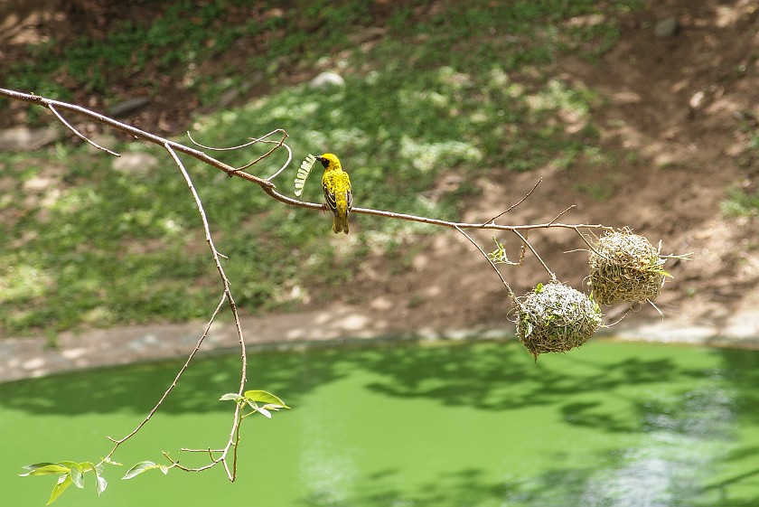 Crocodile Centre. Bird. St. Lucia. .