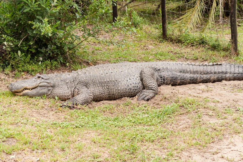 Crocodile Centre. Crocodile. St. Lucia. .