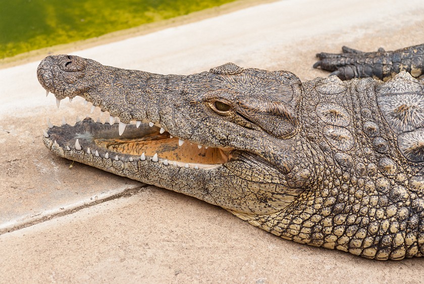 Crocodile Centre. Crocodile. St. Lucia. .