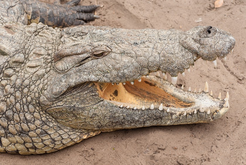 Crocodile Centre. Crocodile. St. Lucia. .