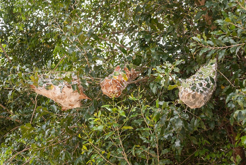 St. Lucia Bicycle Tour. Ant cocoons. St. Lucia. .