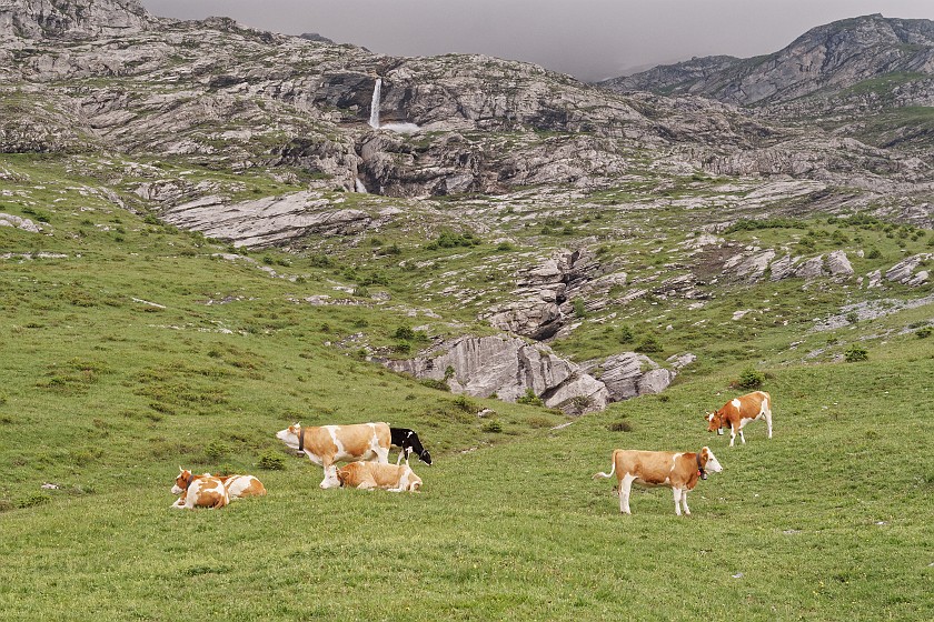 Eiger Trail . Cows on a meadow and Sandbach waterfall. near Grindelwald. .