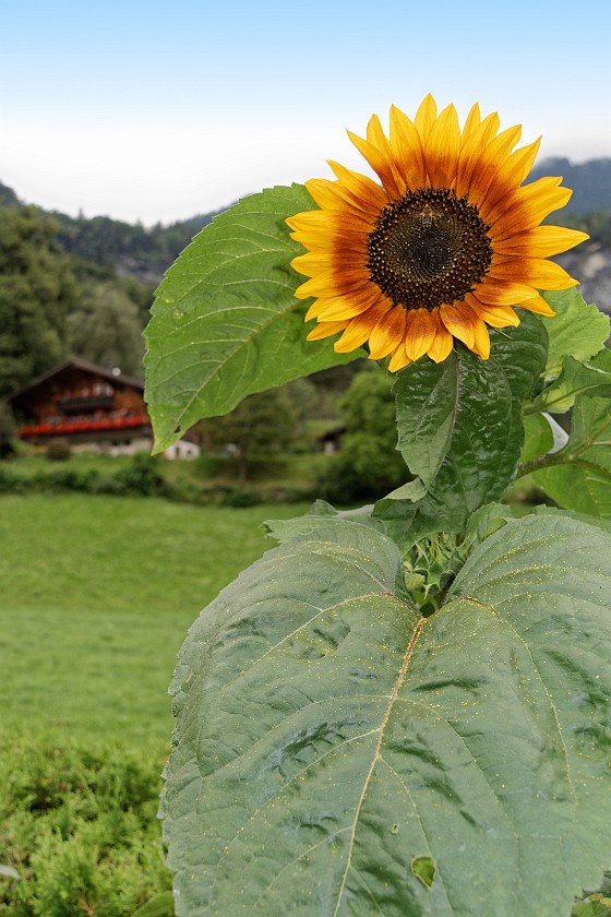 Reichenbach Falls. Sunflower. Meiringen. .
