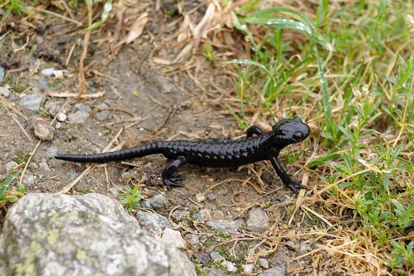 Trift Bridge Hike. Black salamander. Gadmen. .
