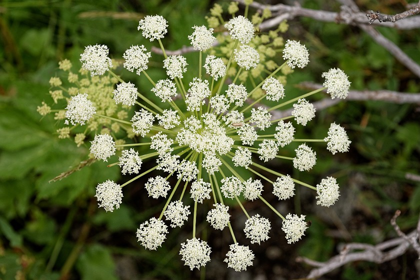 Lake Gelmer Hike. Flower. Guttannen. .