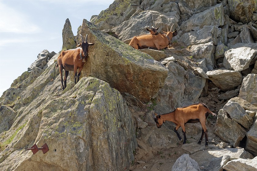 Aletsch Glacier. Goats. Grengiols. .