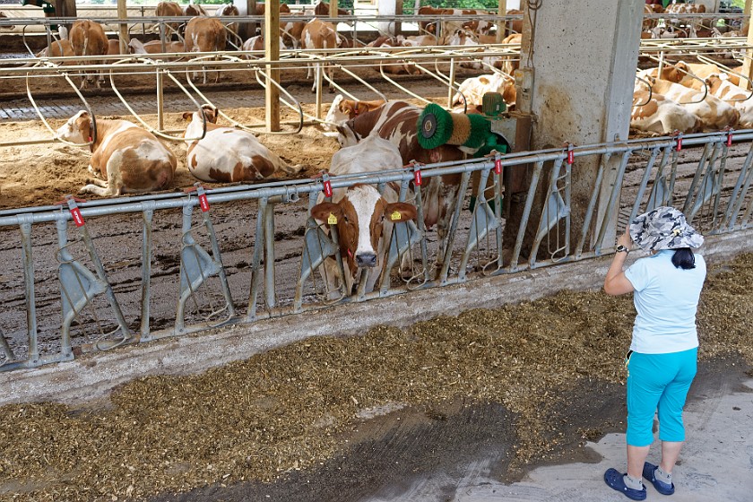 Farm Mulej. Cow stable. Bled. .