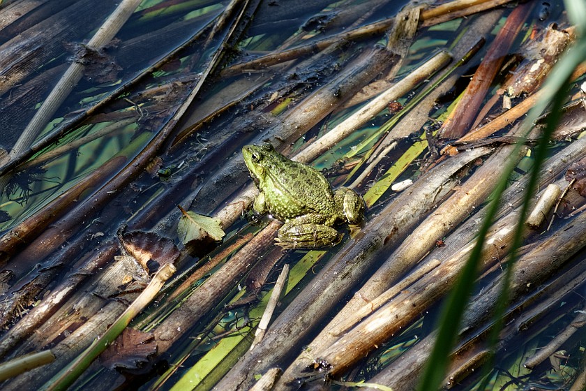 Plitvice Lakes National Park. Frog. Rastovača. .