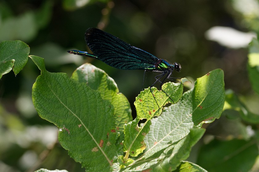 Plitvice Lakes National Park. Dragonfly. Rastovača. .
