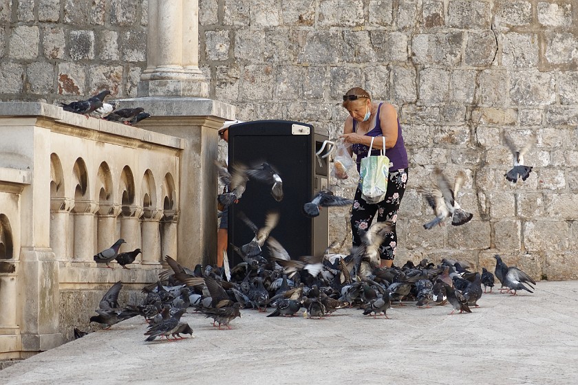 Dubrovnik. Bird feeding inside the Pile gate. Dubrovnik. .
