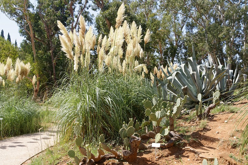 Lokrum Island. Botanical gardens. near Dubrovnik. .