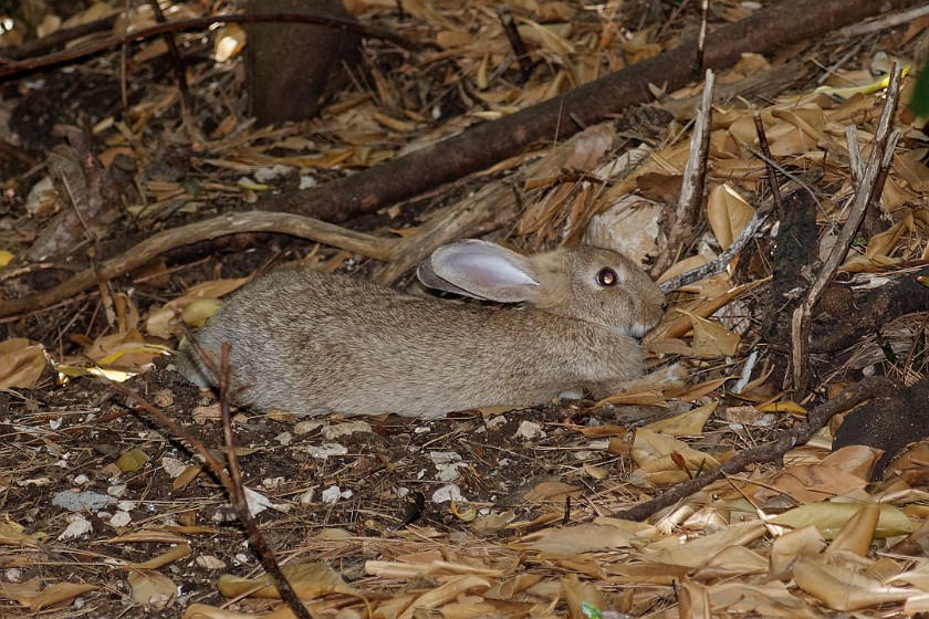 Lokrum Island. Hare. near Dubrovnik. .