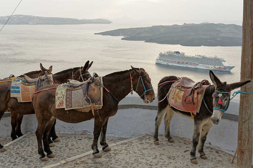 Fira, Santorini. Mules and donkey on the Karavolades stairs. Fira. .