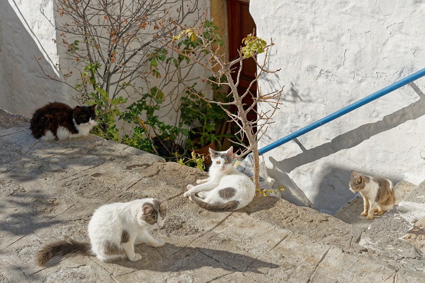 Hora, Patmos. Cats on the side street. Hora. .