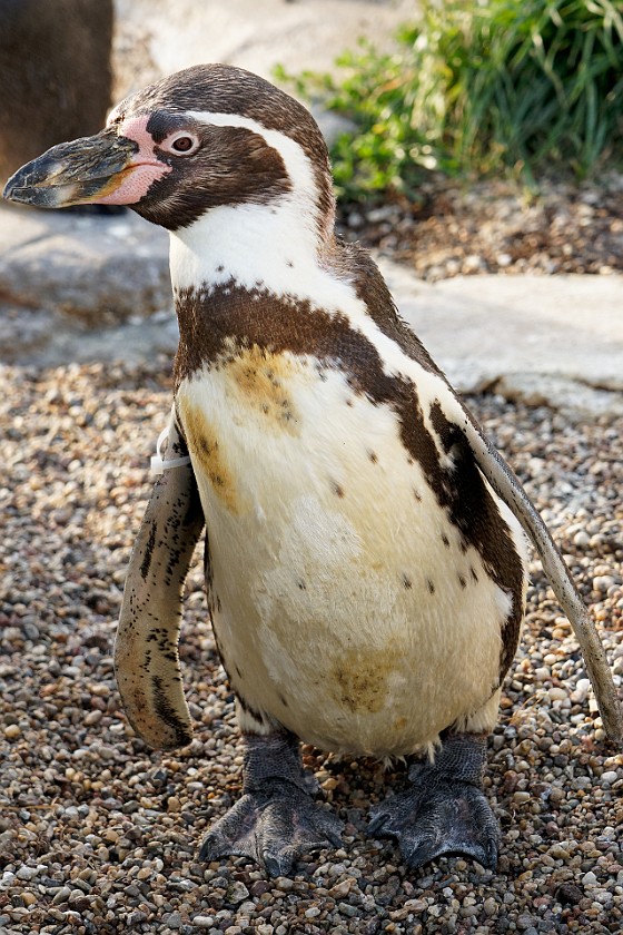 Ozeaneum. Humboldt penguin. Stralsund. .