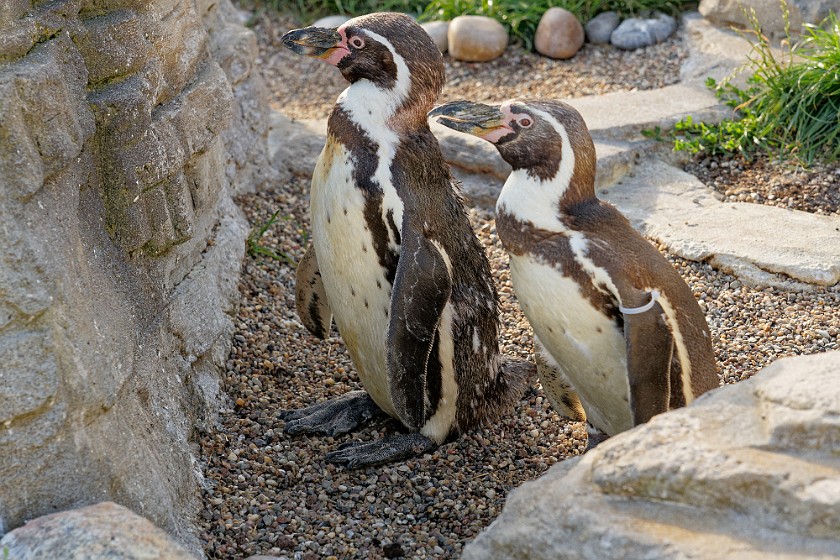 Ozeaneum. Humboldt penguins. Stralsund. .