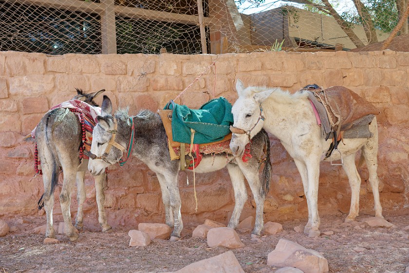 Petra. Donkeys. Wadi Musa. .