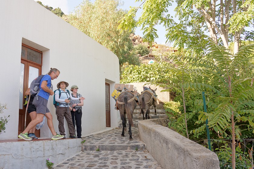 Hiking on Alicudi. Mules. Alicudi. .