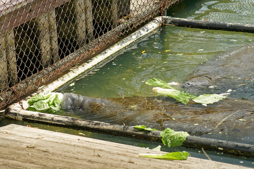 Ellie Schiller Homosassa Springs Wildlife State Park. Manatee feeding. Homosassa. .