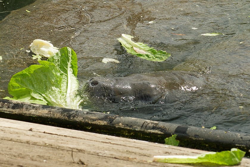 Ellie Schiller Homosassa Springs Wildlife State Park. Manatee feeding. Homosassa. .