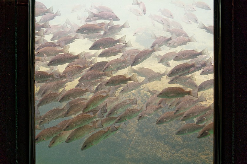Ellie Schiller Homosassa Springs Wildlife State Park. Fish seen from the underwater observatory. Homosassa. .