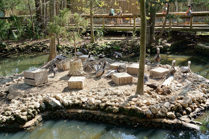 Ellie Schiller Homosassa Springs Wildlife State Park. Pelican. Homosassa. .