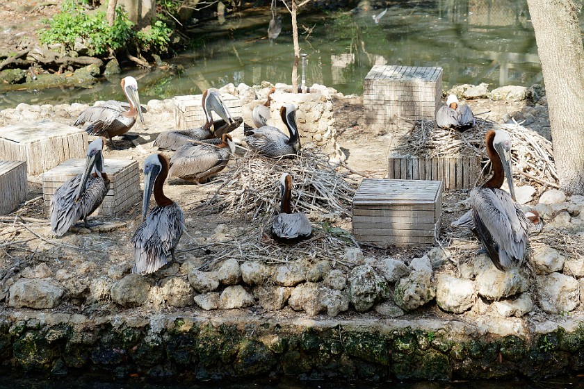 Ellie Schiller Homosassa Springs Wildlife State Park. Pelican. Homosassa. .