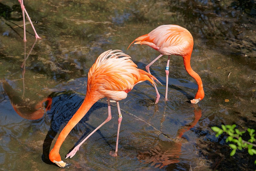 Ellie Schiller Homosassa Springs Wildlife State Park. Flamingos. Homosassa. .