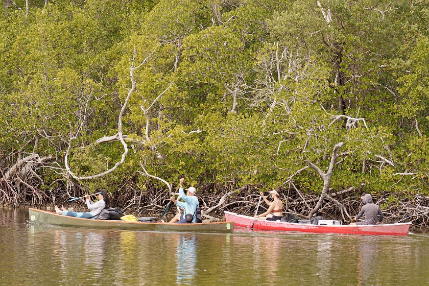Ten Thousand Islands Tour. Canoes and mangroves. near Naples. .